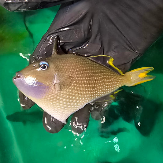 Blue Throat Triggerfish 4.5-5.5” Male (Xanthichthys auromarginatus)
