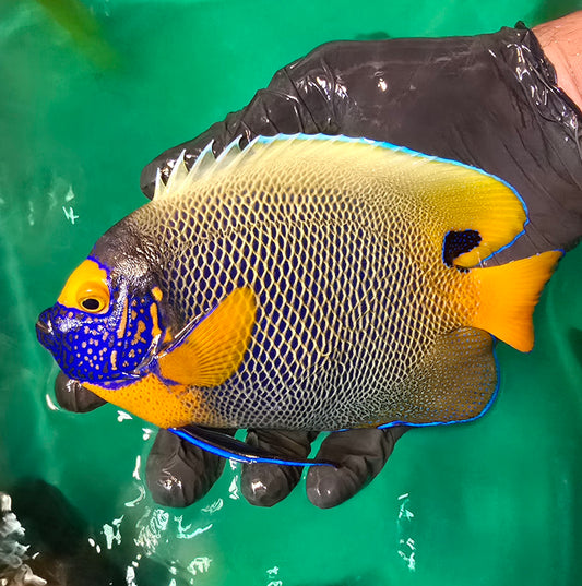 Blueface Angelfish 7.5" (Pomacanthus xanthometopon)