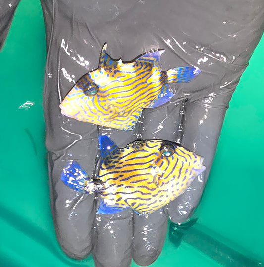 Bluelined Triggerfish ~3” (Pseudobalistes fuscus)
