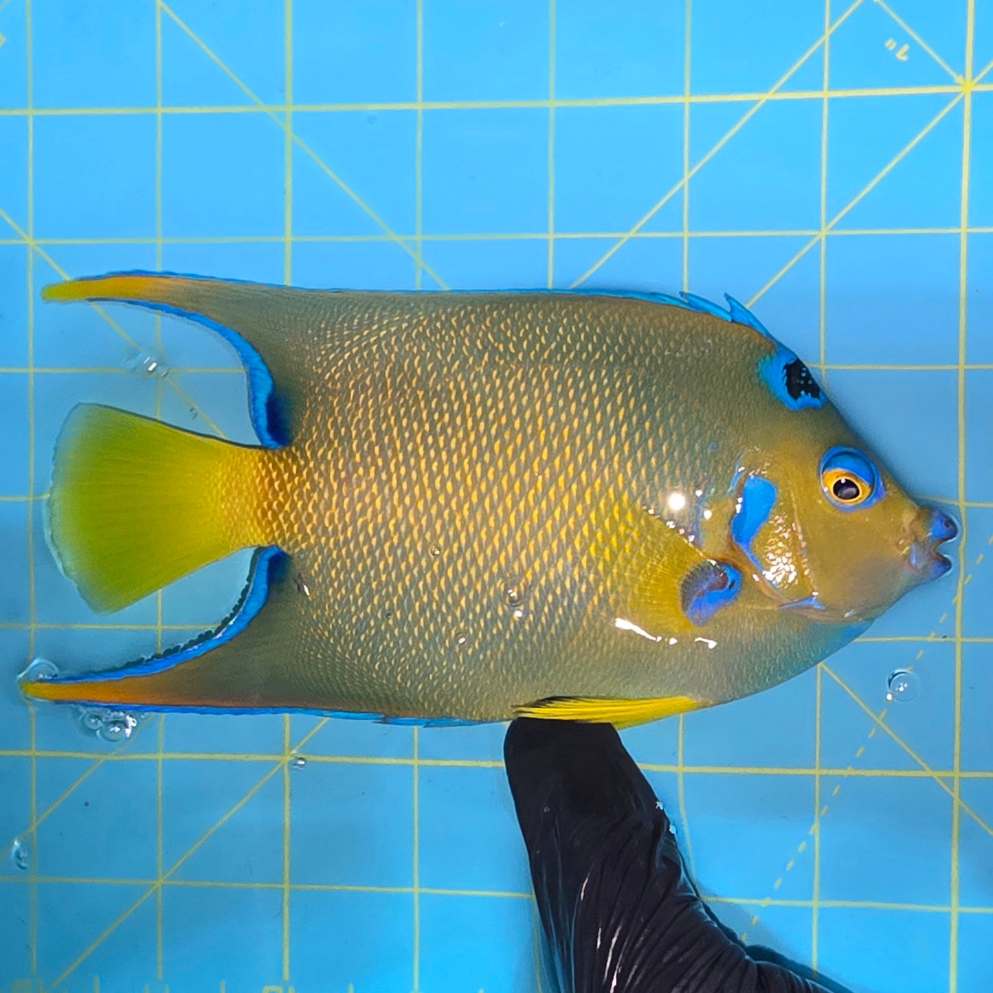 Queen angel 6.5-7” Caribbean (Holacanthus ciliaris)