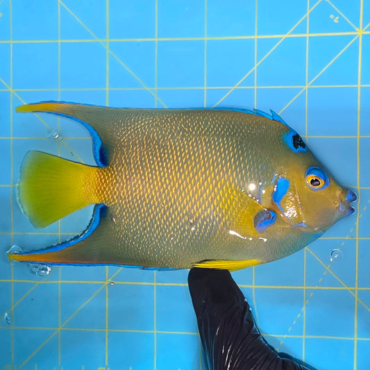 Queen angel 6.5-7” Caribbean (Holacanthus ciliaris)