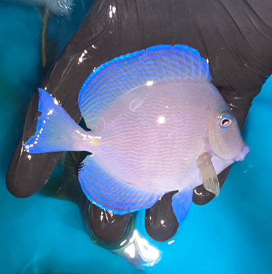 Caribbean/Atlantic blue tang ~3.5" (Acanthurus Coeruleus)