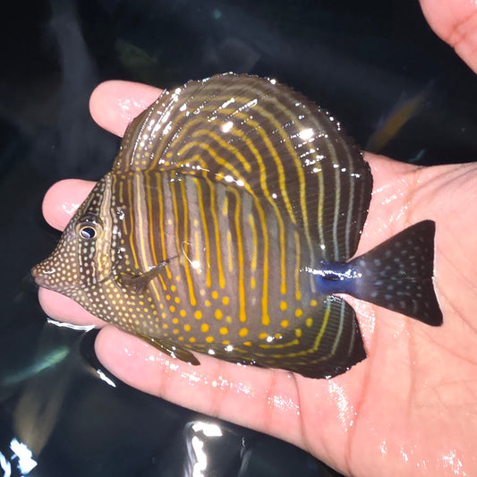 Desjardini tang 4.5-6” (Zebrasoma desjardini)