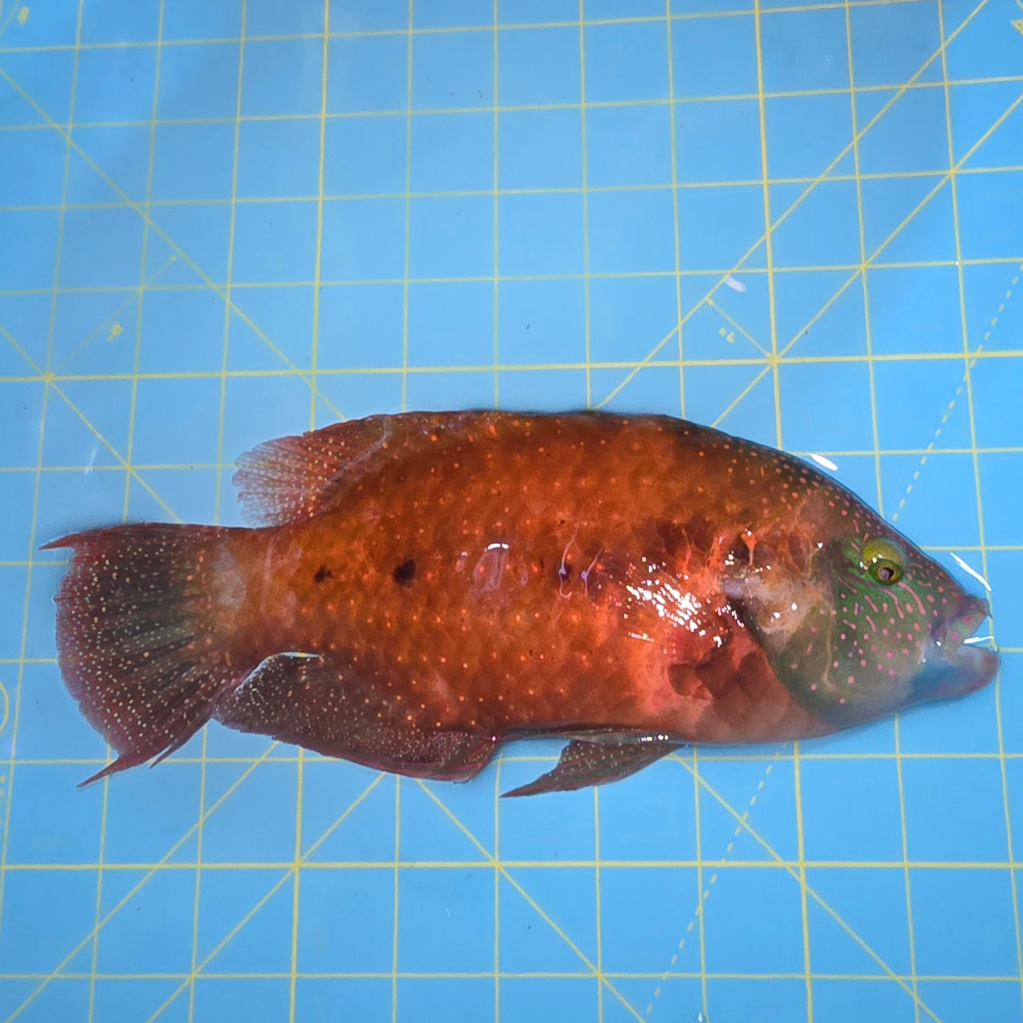 Floral Wrasse 9-10" (Cheilinus Chlorourus)