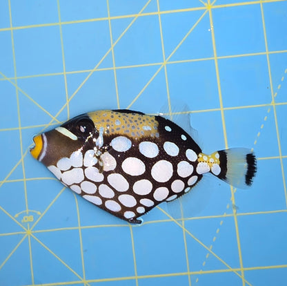 Clown trigger 4-5” (Balistoides conspicillum)