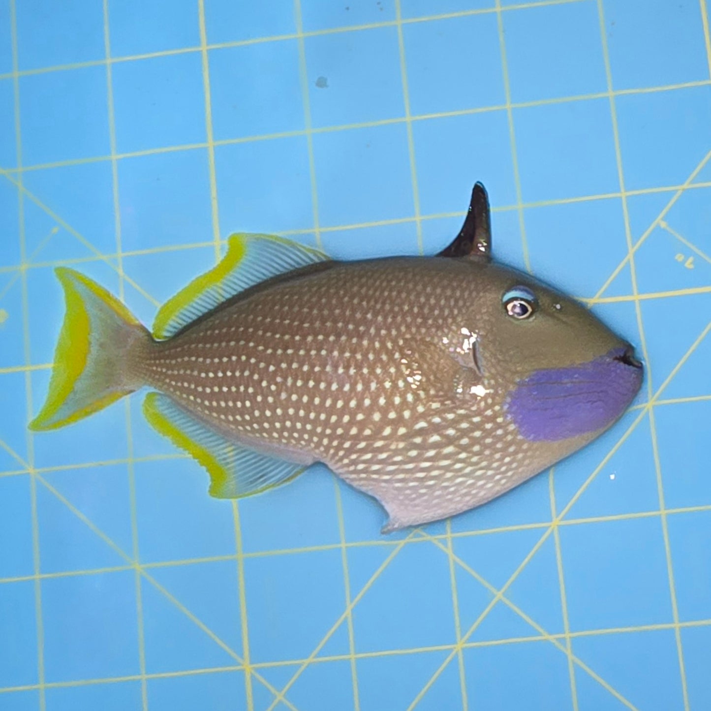 Blue Throat Triggerfish 5.25-6.25” Male (Xanthichthys auromarginatus)
