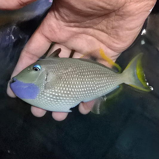 Blue Throat Triggerfish 5.25-6.25” Male (Xanthichthys auromarginatus)
