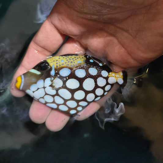 Clown trigger 4-5” (Balistoides conspicillum)