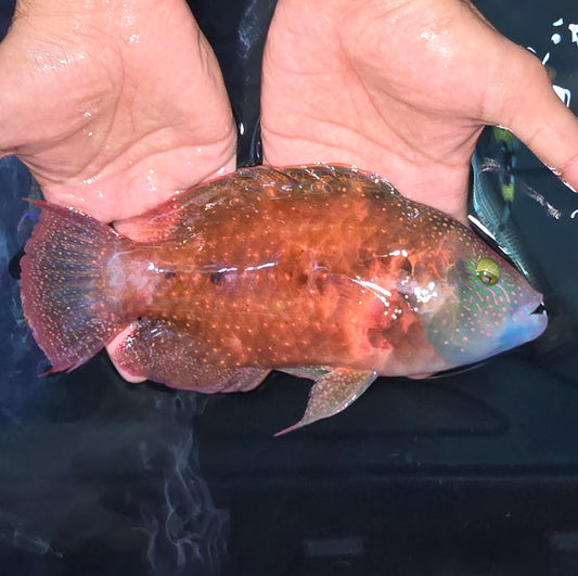 Floral Wrasse 9-10" (Cheilinus Chlorourus)