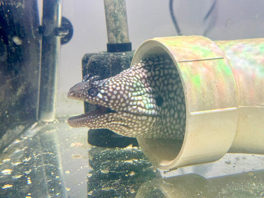 Brazilian Dragon Eel ~24” (Muraena Pavonina)