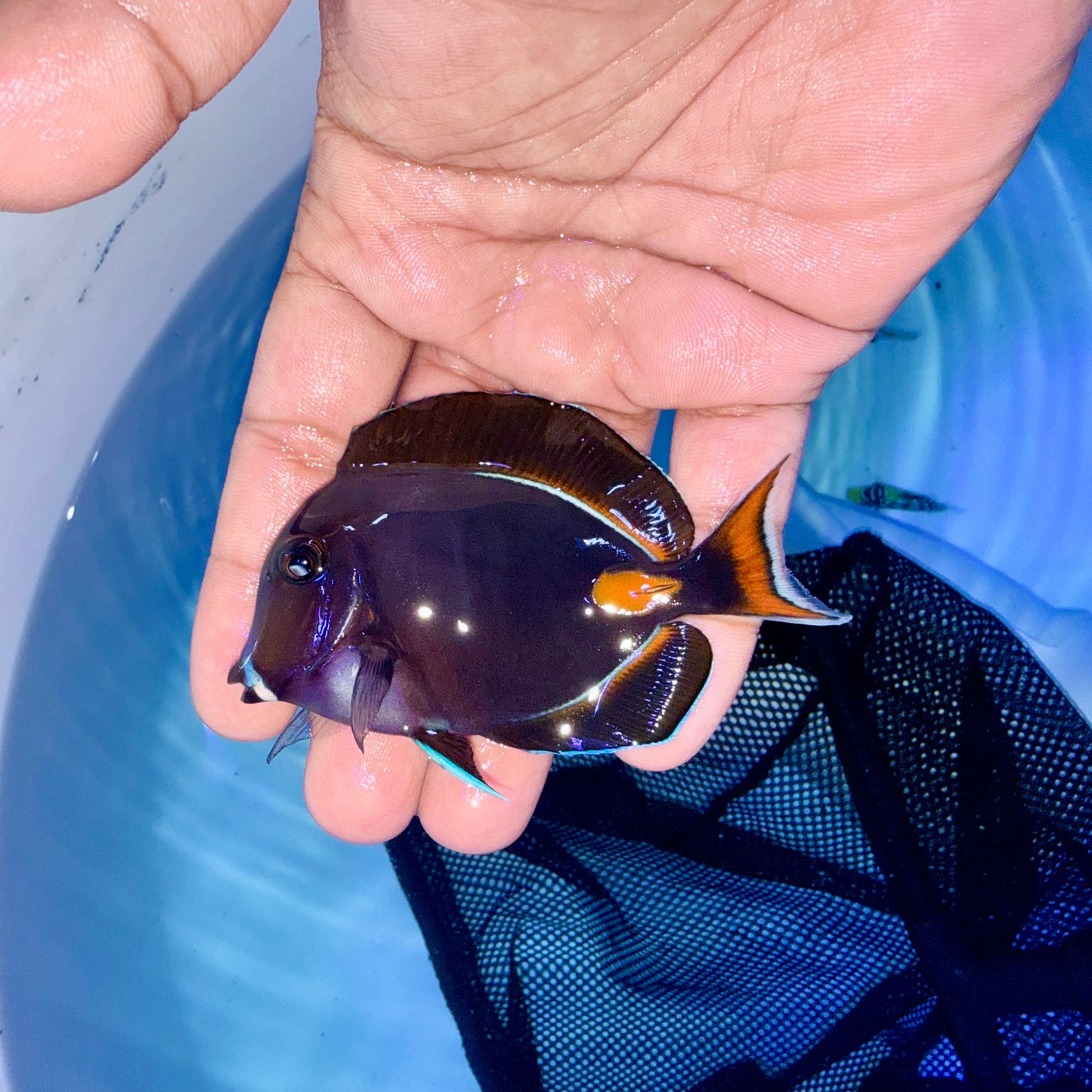 Achilles tang 3-3.5” (Acanthurus achilles)
