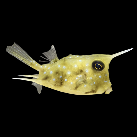 Longhorn Cowfish 3-3.5” (Lactoria cornuta)