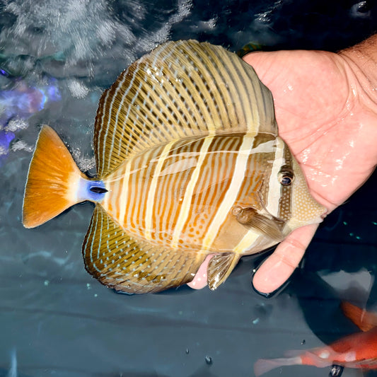 Sailfin Tang 8-9”
(Zebrasoma velifer)