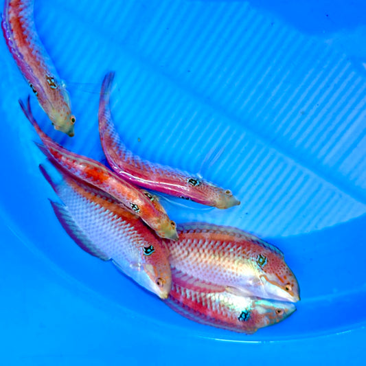 Vivien’s Leopard wrasse male 3-3.5” (Macropharyngodon vivienae)