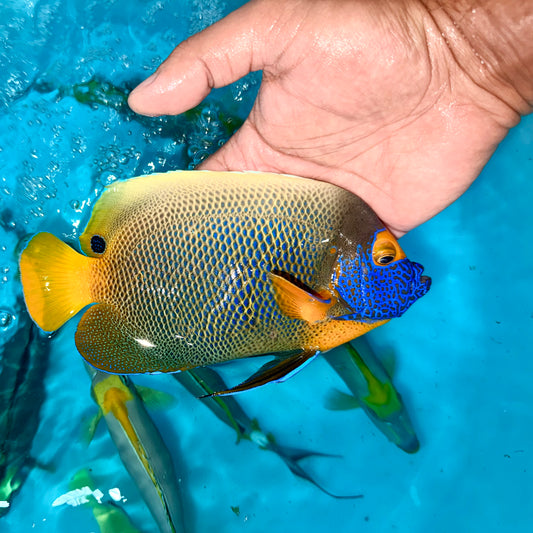 Blueface Angelfish 6-7" (Pomacanthus xanthometopon)