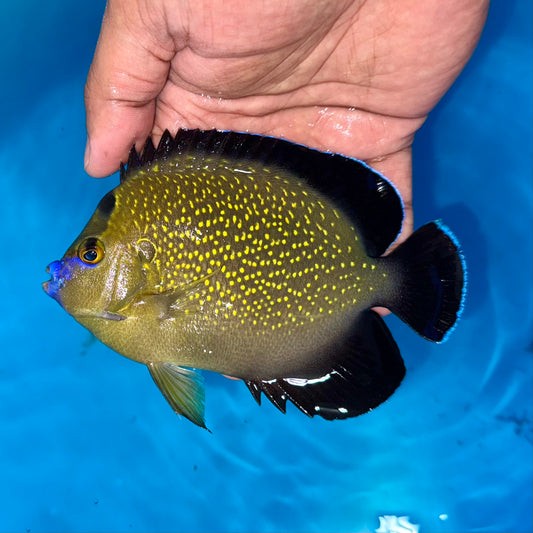 Goldflake angel 4-4.5” (Apolemichthys xanthopunctatus)