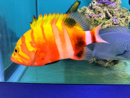 Neptune Grouper 7" (Cephalopholis igarashiensis)