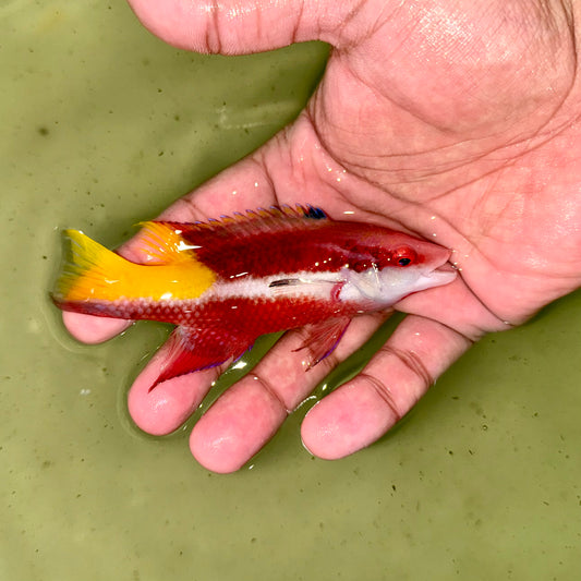 Cuban Hogfish 4”
(Bodianus pulchellus)