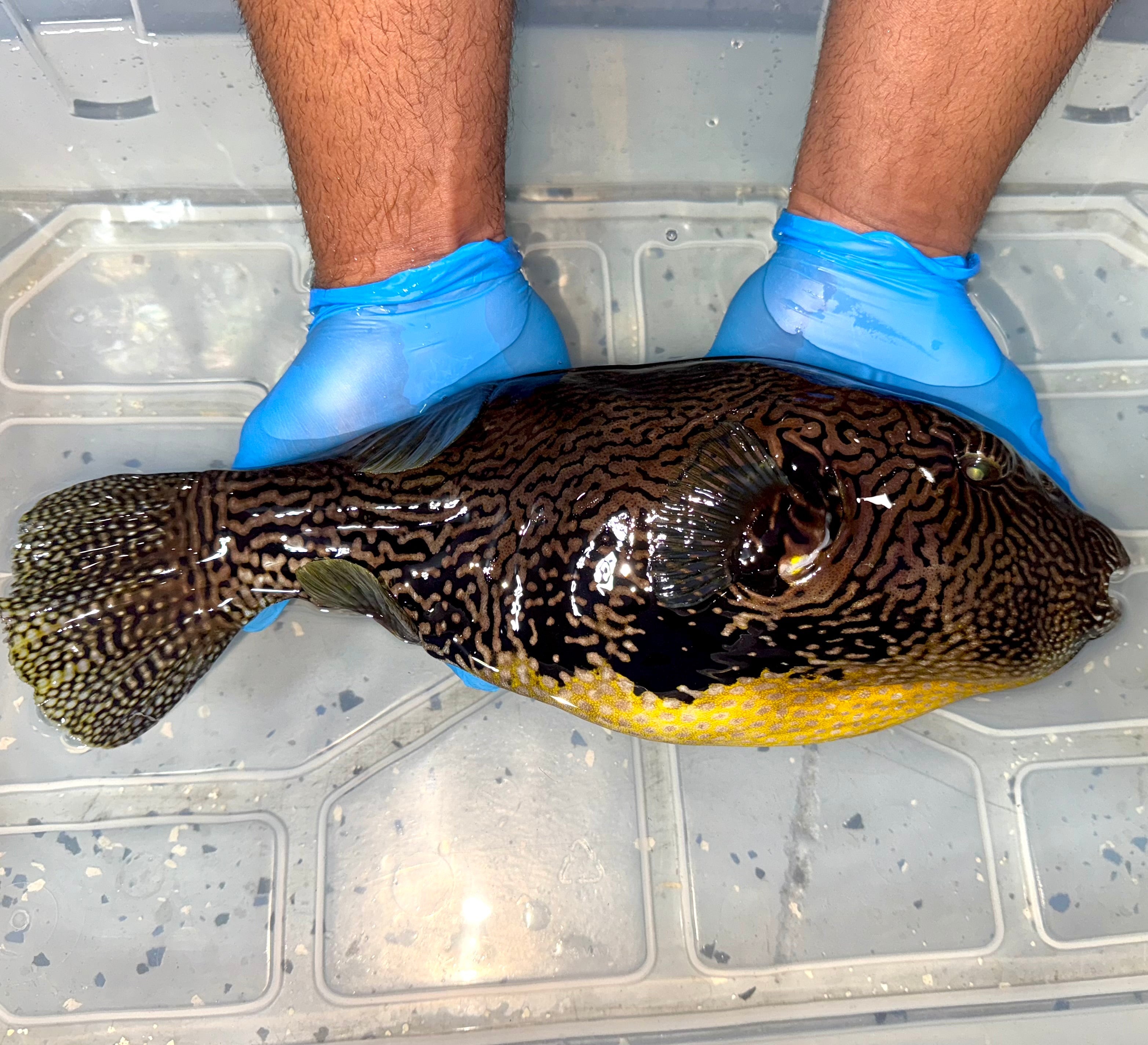 Mapa Puffer Mappa Puffer 14” (Arothron mappa) – Tropical tides aquatics