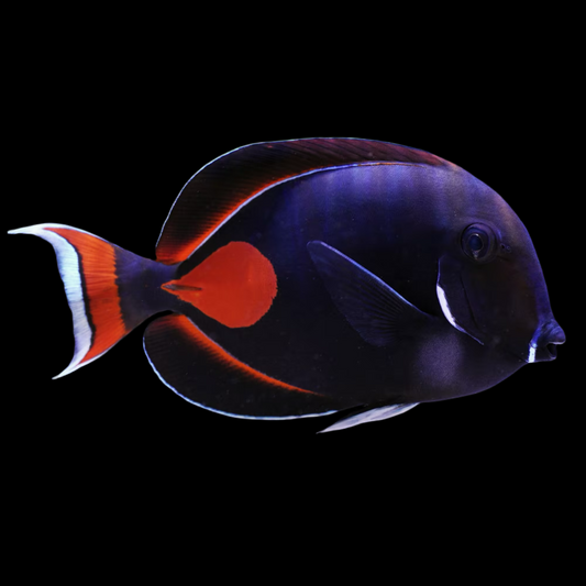 Achilles tang 6” (Acanthurus achilles)