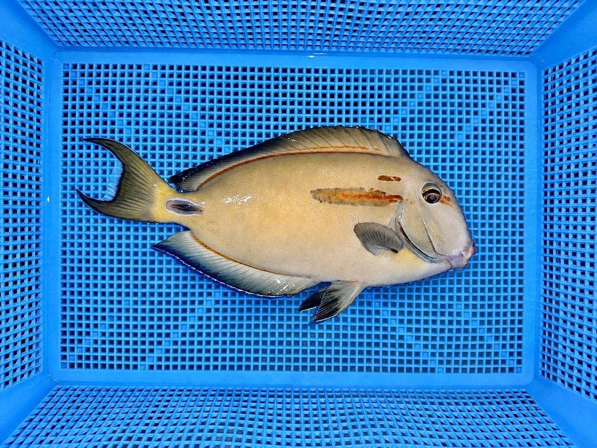 Orange Shoulder Tang x Lieutenant Tang Hybrid 7-8” (Acanthurus tennenti x Acanthurus olivaceus)