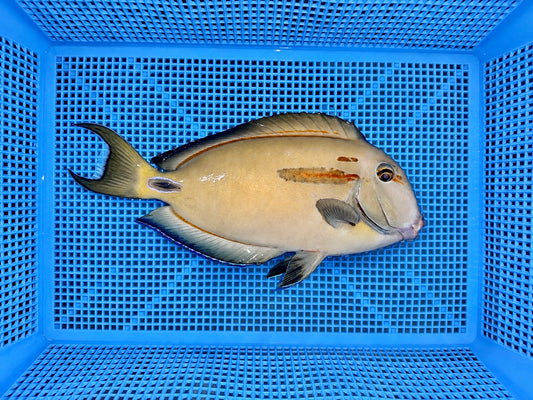 Orange Shoulder Tang x Lieutenant Tang Hybrid 7-8” (Acanthurus tennenti x Acanthurus olivaceus)