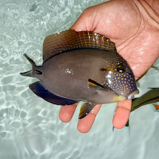 Maculiceps Tang 6-7”
(Acanthurus maculiceps)