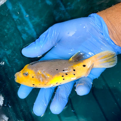 Yellow Belly Dogface Pufferfish 5-6” (Arothron nigropunctatus)
