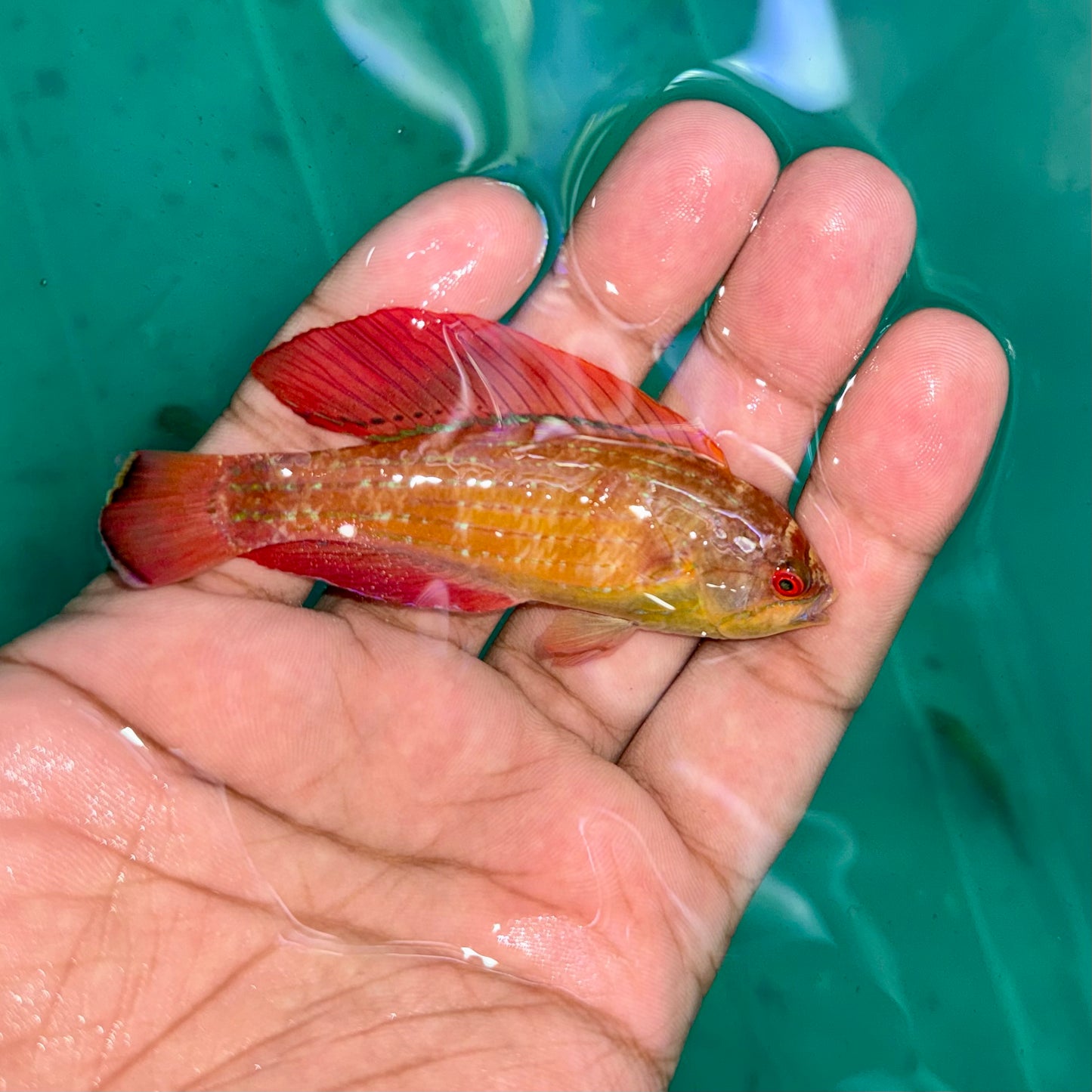 Red Sea Eight Line Wrasse Male 3” (Paracheilinus octotaenia)