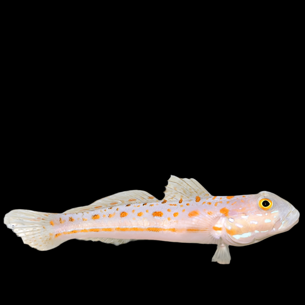 Diamond goby 2-3” (Valenciennea puellaris) – Tropical tides aquatics