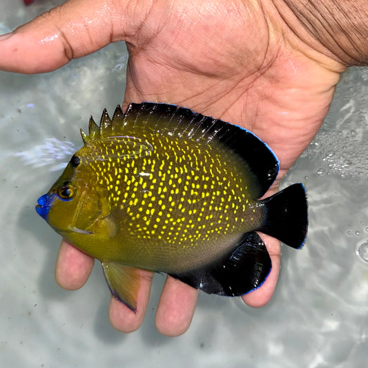 Goldflake angel 5-6” (Apolemichthys xanthopunctatus)