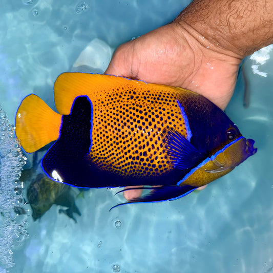 Majestic Angelfish 8” (Pomacanthus navarchus)
