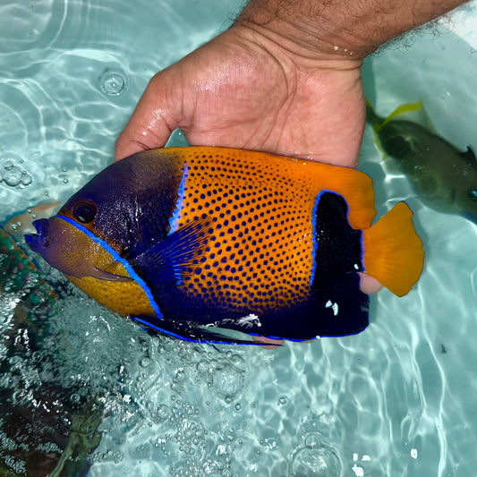 Majestic Angelfish 8.5-9” (Pomacanthus navarchus)