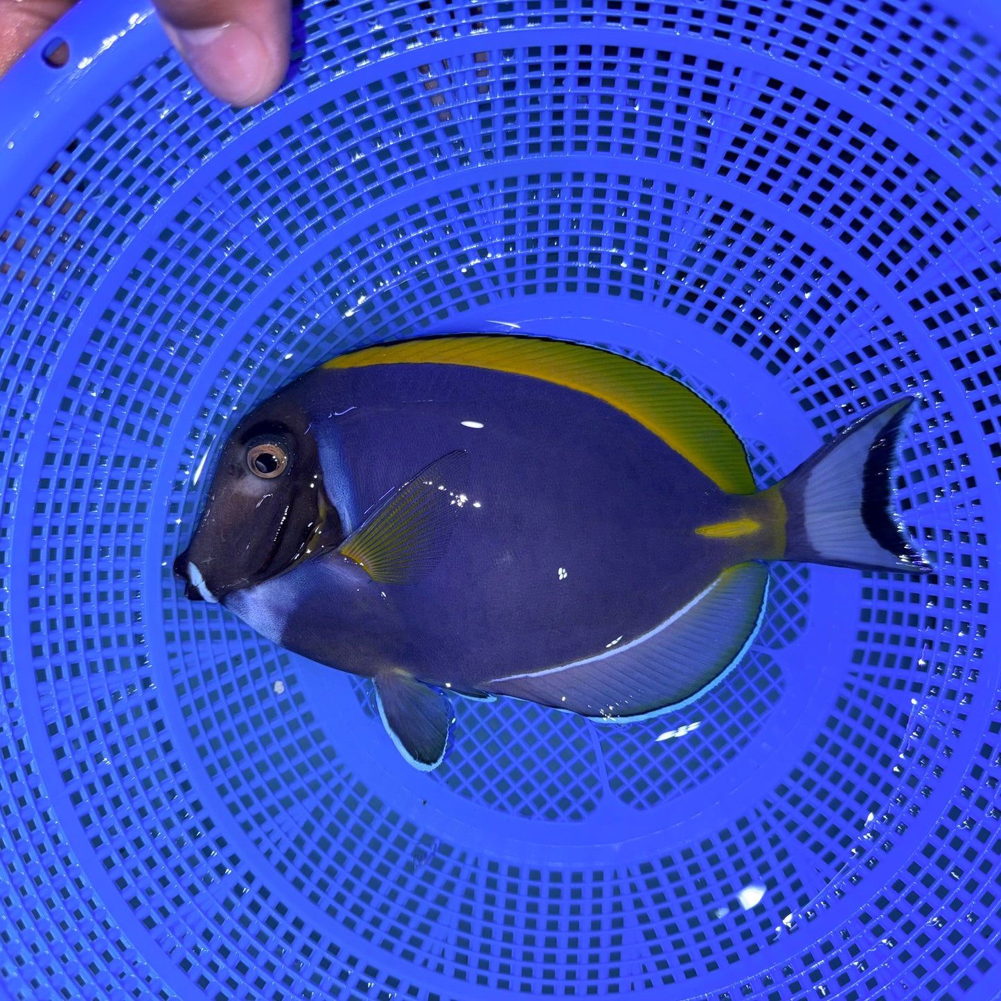 Hybrid powder blue tang 6-7”(Acanthurus leucosternon x nigricans)