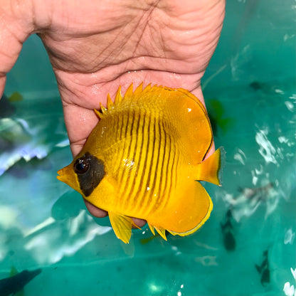 Golden Butterflyfish 3.5-4.5”
(Chaetodon semilarvatus)