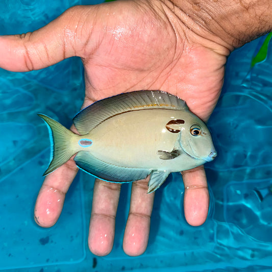 Lieutenant Tang 4”
(Acanthurus tennenti)