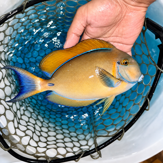 Bariene Tang 8-9" (Acanthurus bariene)