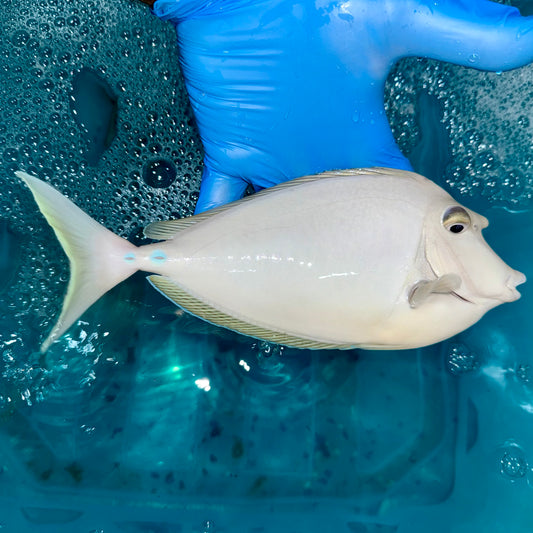 Blue spine unicorn tang 8-9” (Naso unicornis)