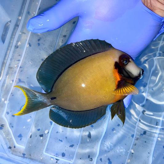 Chocolate Tang 7-7.5” (Acanthurus pyroferus)