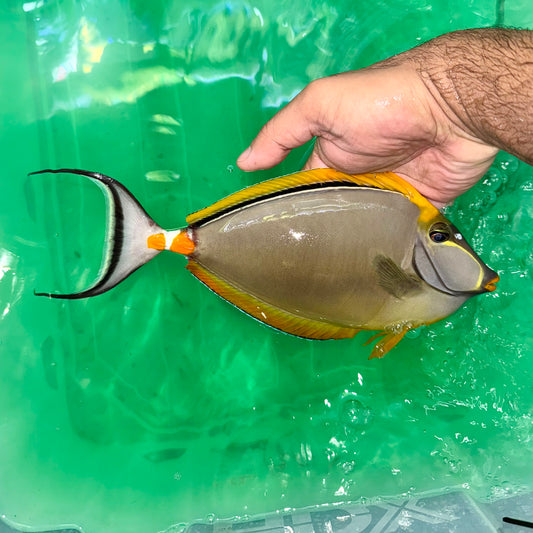 Blonde naso tang male 9-10” + 2-3” streamers (Naso Elegans)