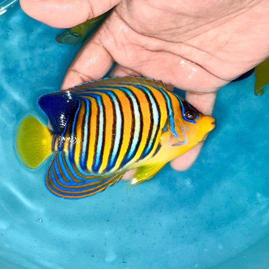 Yellow Belly Regal Angel 4.5-5"  (Pygoplites diacanthus)