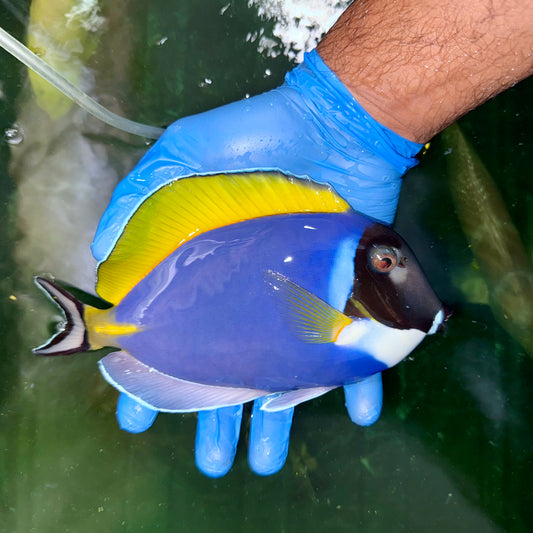 Powder blue tang 7-8” Maldives (Acanthurus leucosternon)