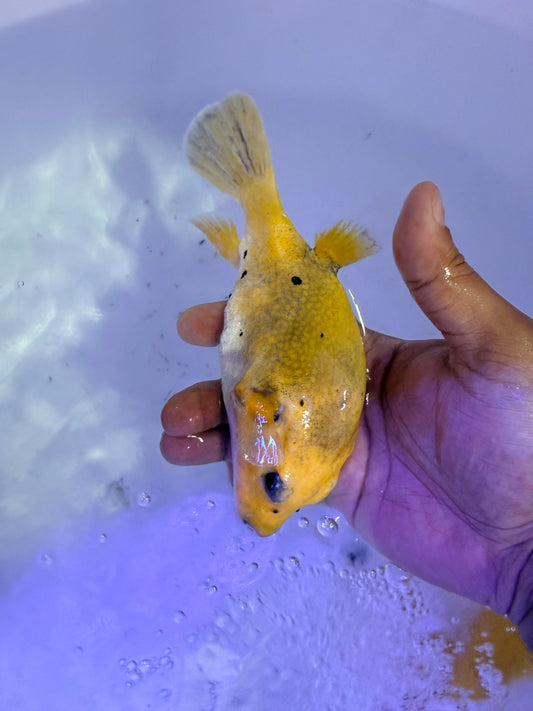 Golden Puffer 6.5” Christmas Island (Arothron meleagris)