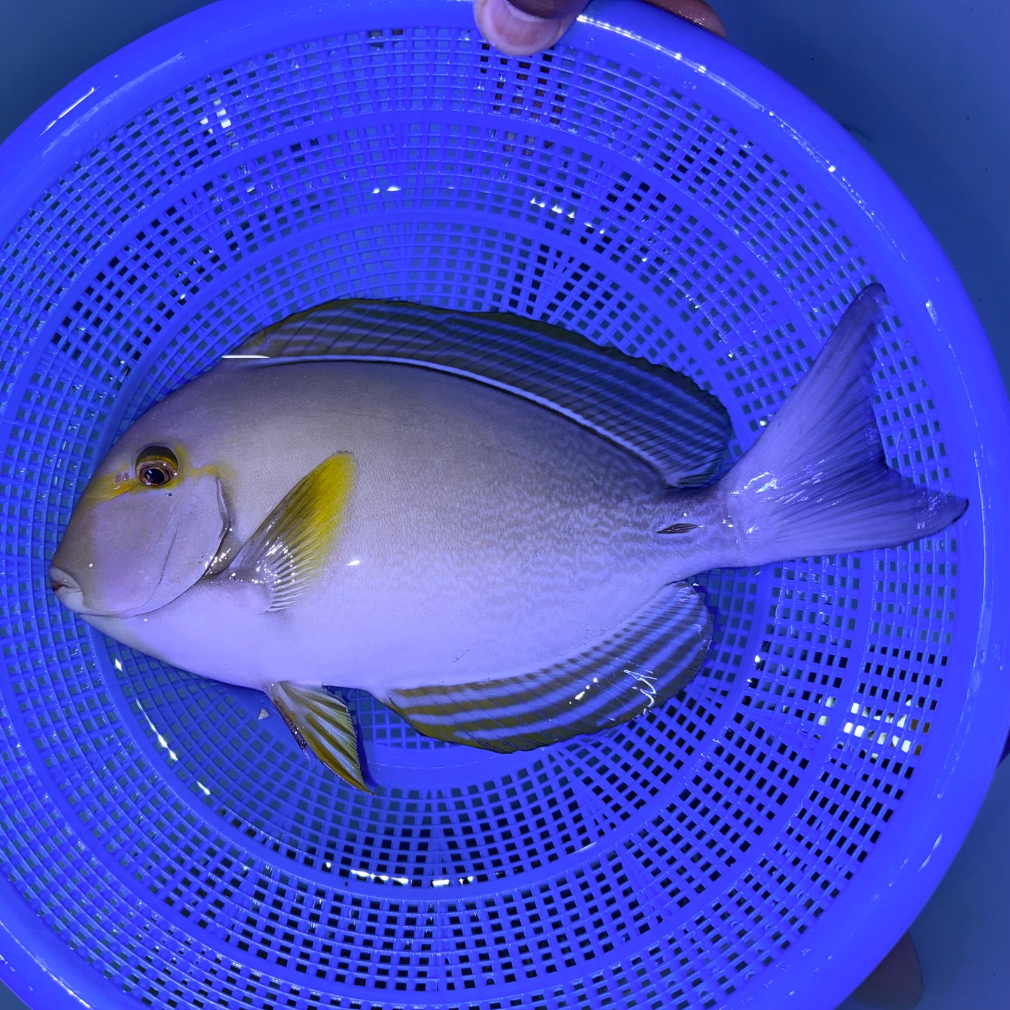 Yellowfin tang 9” (Acanthurus xanthopterus)