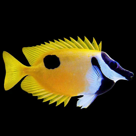 One Spot Foxface 6-7”
(Siganus unimaculatus)