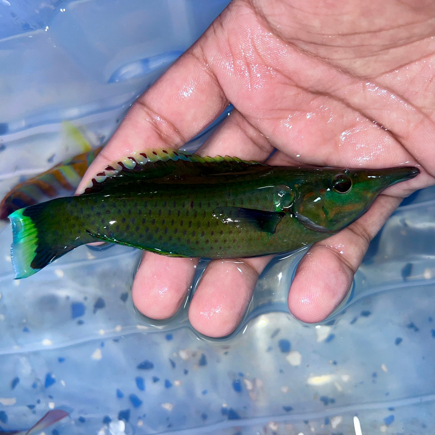 Bird wrasse male 5” (Gomphosus varius)