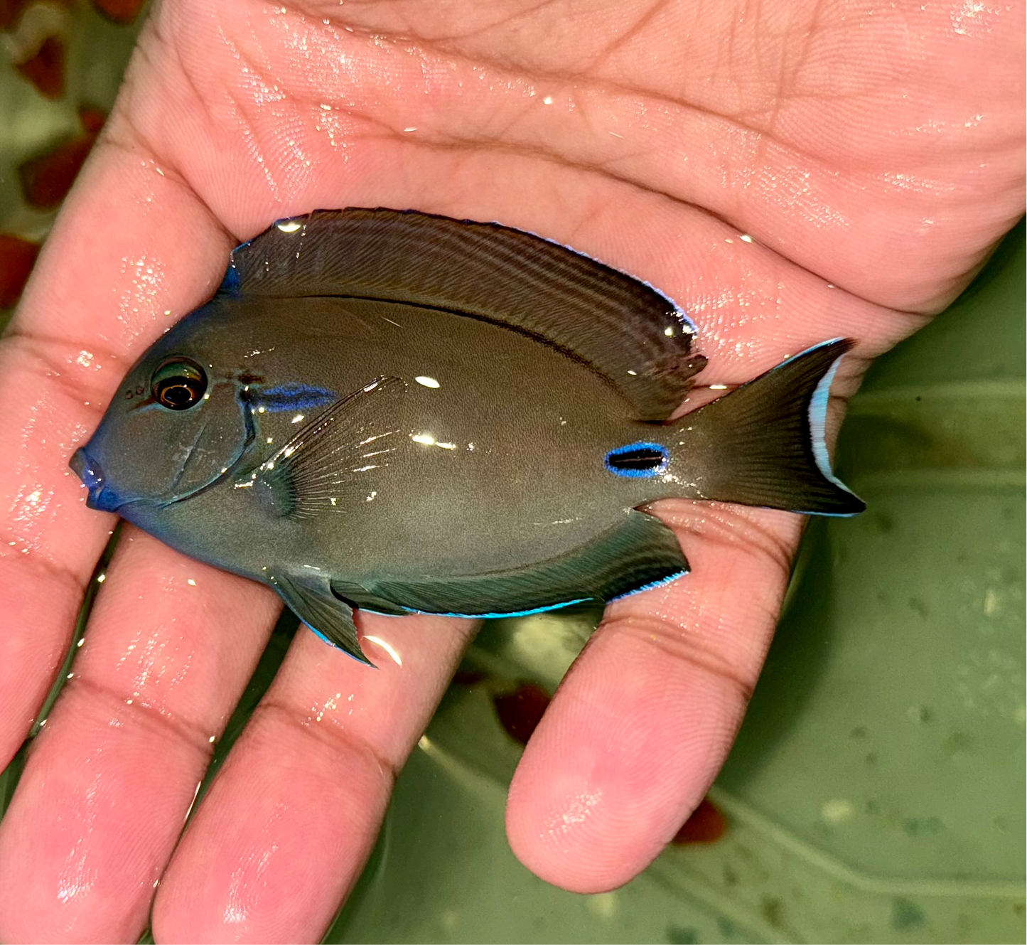 Lieutenant Tang 2.5-3”
(Acanthurus tennenti)