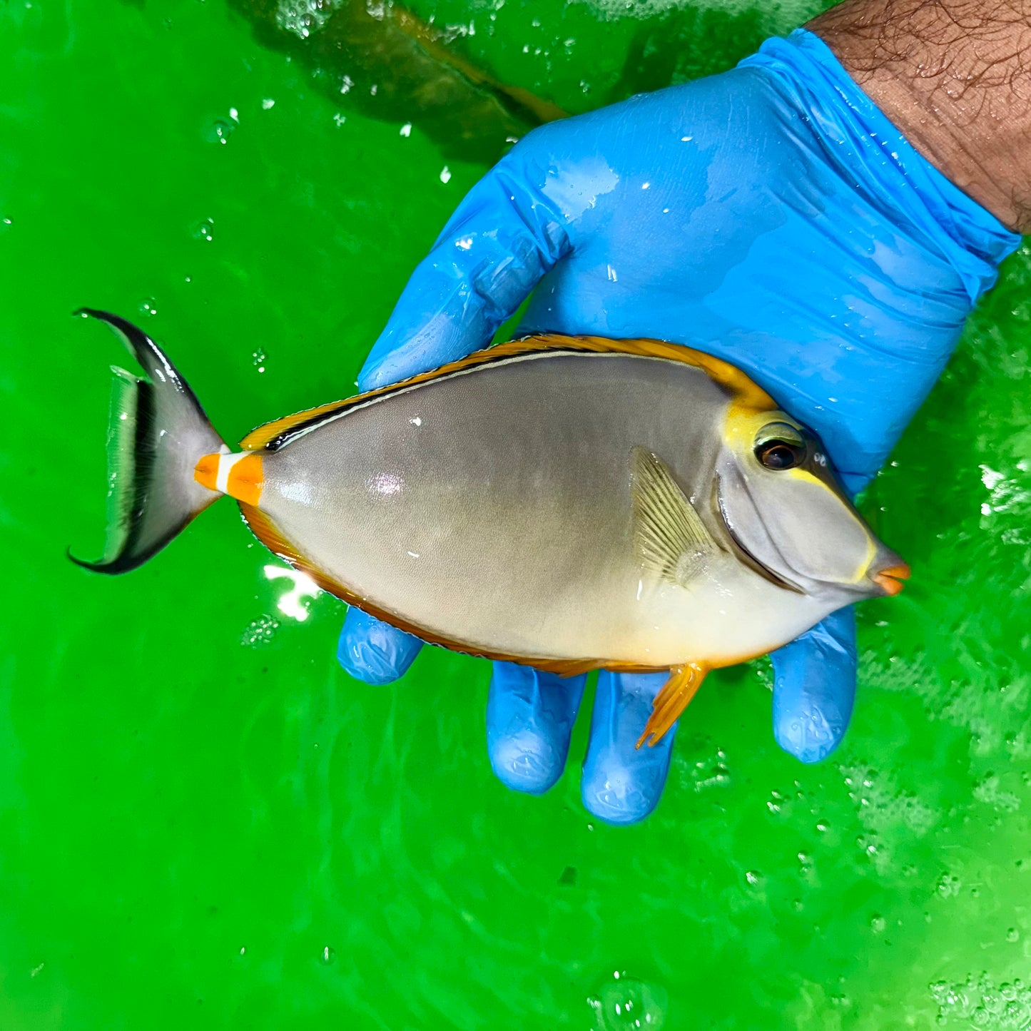Blonde naso tang male 6.5” with 1” streamers (Naso elegans)