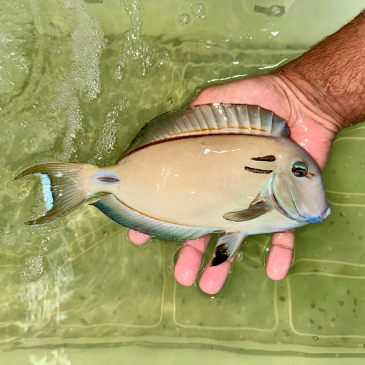 Lieutenant Tang 8-9”
(Acanthurus tennenti)