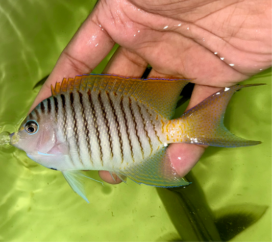 Swallowtail Angelfish 4-5” Male (Genicanthus melanospilos)